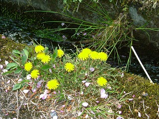 山形小国 007s-kotobuki.jpg