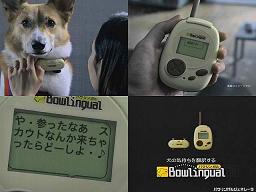 いぬのきもち