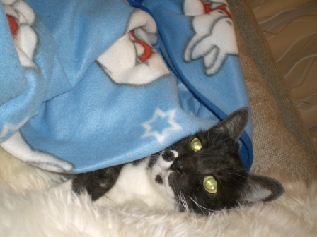 病院いやにゃん