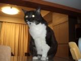 カウンターキッチン猫