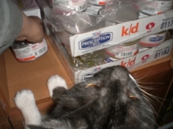 これじゃにゃい～いつものにゃ～