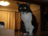 カウンターキッチン猫