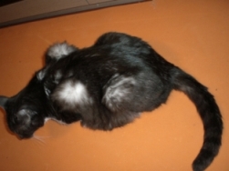 床暖つけてにゃん