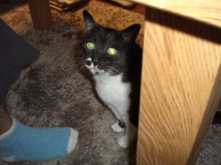 おせちが気ににゃん