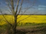 2007_0419画像0037.JPG