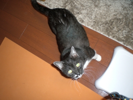 やっぱり気になるにゃん