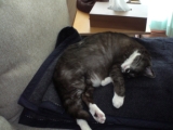 寝る猫