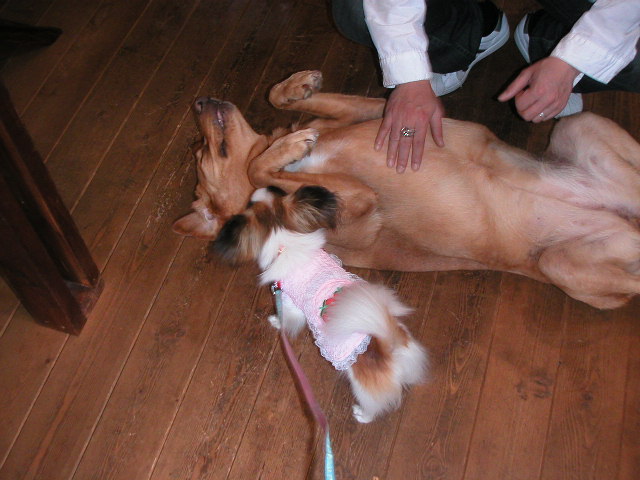 モモちゃんまったり