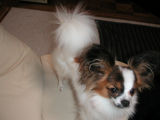 シッポフワフワ