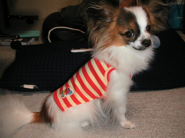 Ｄ・Ｏ・Ｇのﾀﾝｸﾄｯﾌﾟ