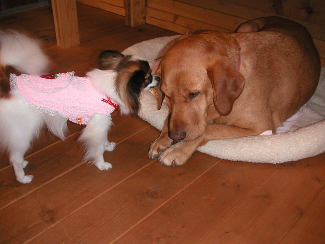 クンクン、クンクン