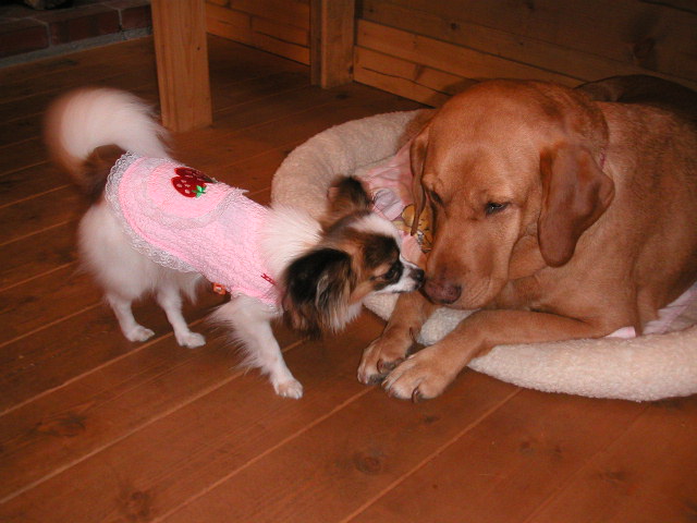 クンクンクンクンクンクン・・・