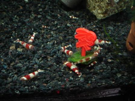 1221 60ｃｍ水槽のケール