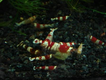 1020 60ｃｍ水槽のモニター餌