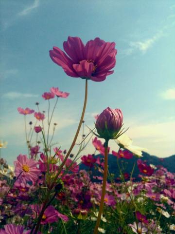 20101019ｺｽﾓｽ