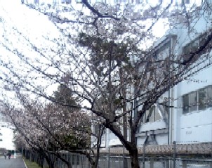 sakura-itami.jpg