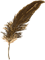 feather.gif