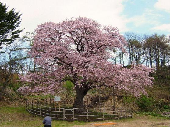 室蘭のさくら名所（2011）.6.JPG