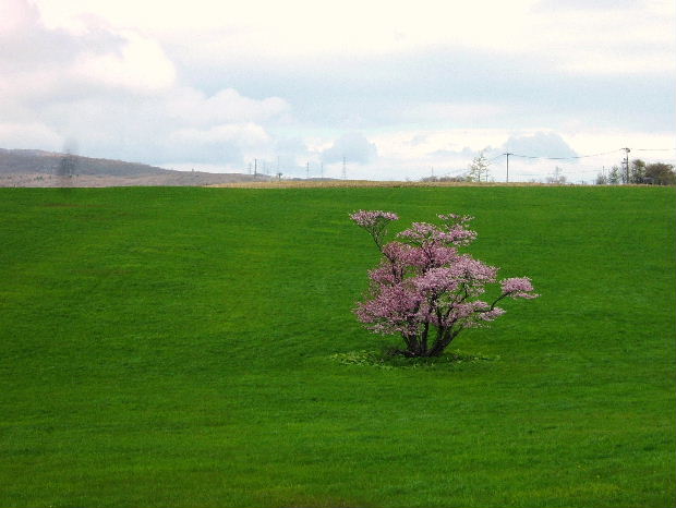 室蘭のさくら名所（2011）.8.JPG