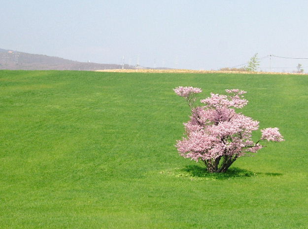室蘭・石川町の一本桜1.JPG