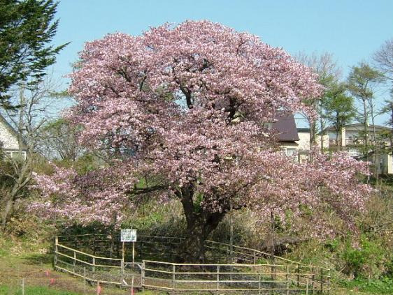 室蘭・幌萌の一本桜3.JPG