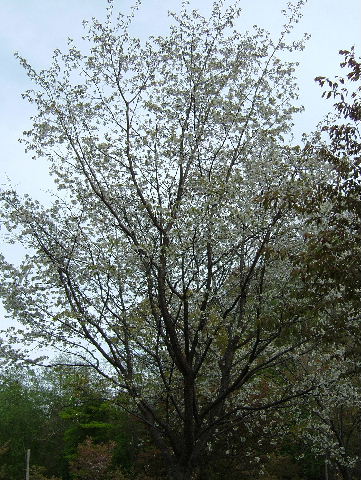 えにわ湖　桜公園の白い花の桜