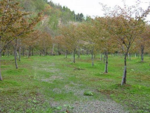 えにわ湖　桜公園の公園内