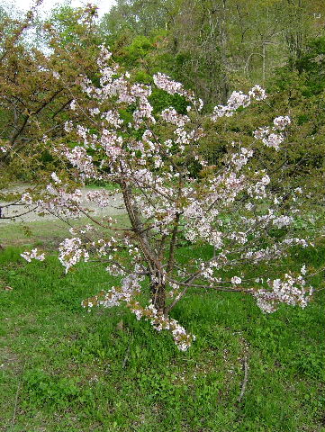 ピンク色の桜はこれ１本しか咲いていませんでした