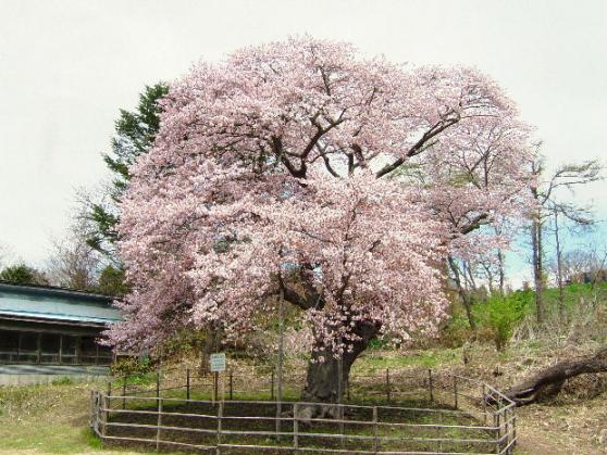 室蘭のさくら名所（2011）.5.JPG