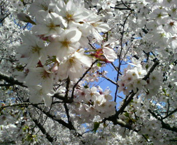 桜の花も笑ってるようです♪