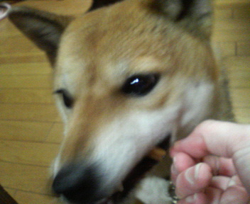 ガブガブ！！といっちゃいますよ！真剣です。