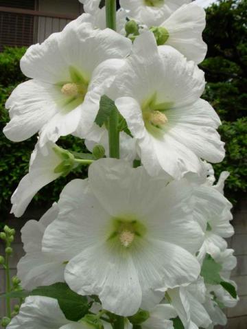 タチアオイ１１