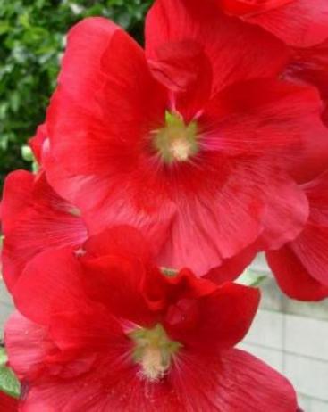 タチアオイ１９