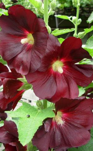 タチアオイ２２