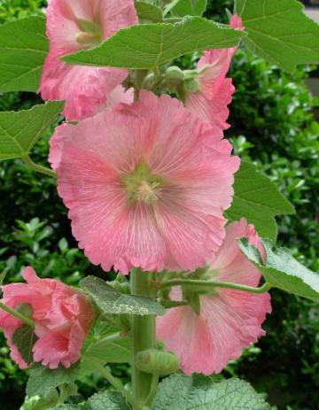 タチアオイ２３