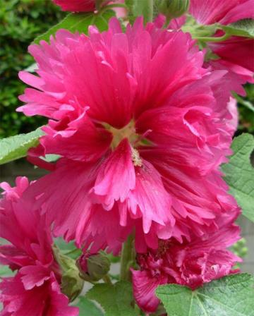 タチアオイ２６