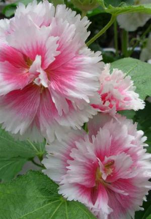 タチアオイ３１