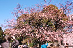 ume0902_e.jpg