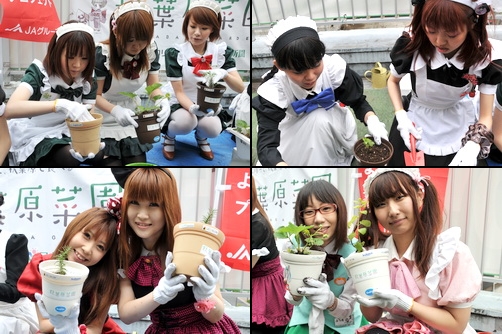 akiba_saien2010i.jpg