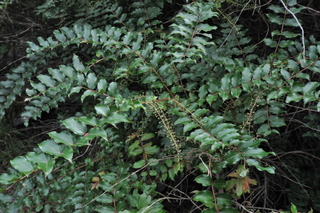 DSC_0350_1108.JPG