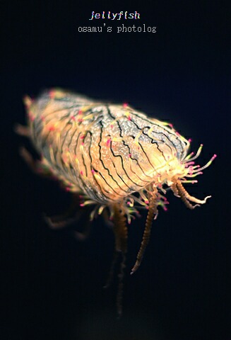 jelly3
