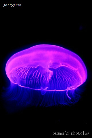 jelly4