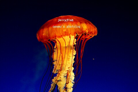jelly6