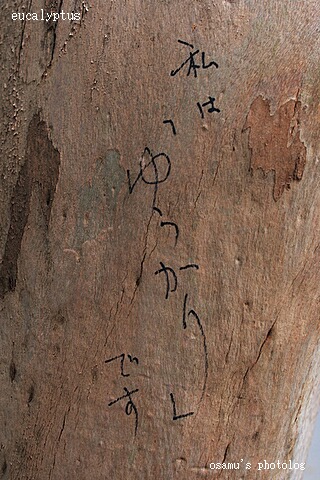 eucalyptus
