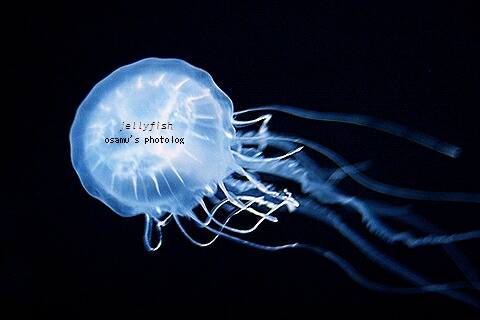 jelly8