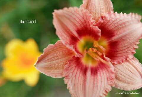 daffodil