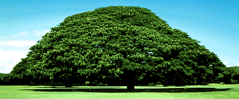 tree.gif