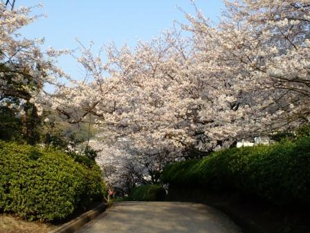 2009桜