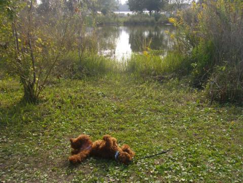 お散歩嬉れC～♪