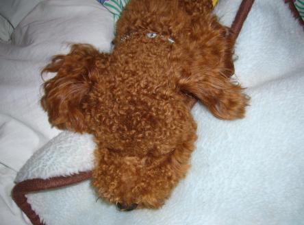 ぐったりばったり